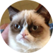 Grumpy Cat Meme